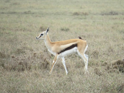 Thomson's gazelle