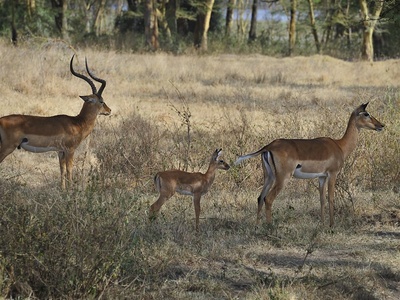 Thomson's gazelle