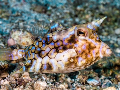 Thornback Cowfish