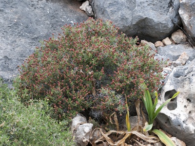 Thorny Burnet