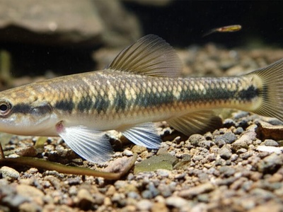 Thracian Gudgeon