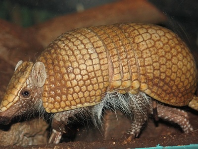 Three-banded Armadillo