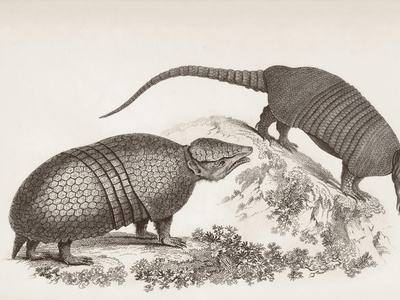 Three-banded armadillo