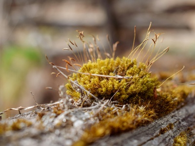 Three-ranked Hump-moss