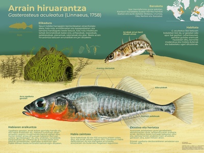 Three-spined Stickleback