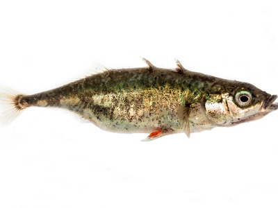 Three-spined Stickleback