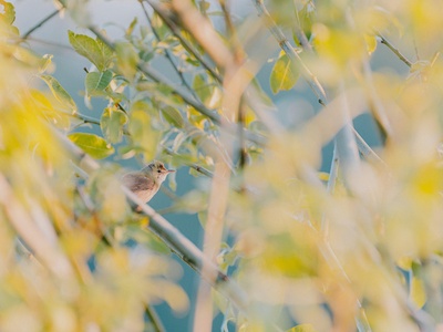 Thrush Nightingale