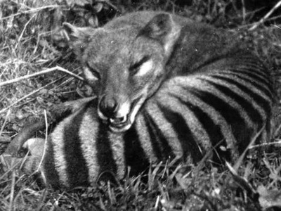 Thylacine