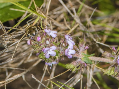 Thyme