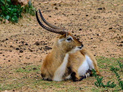 Tibetan antelope