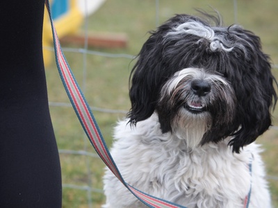 Tibetan Terrier