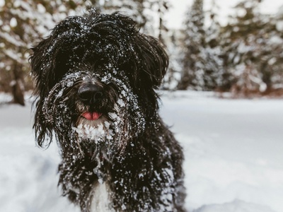 Tibetan Terrier