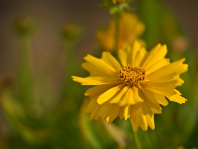 Tickseed