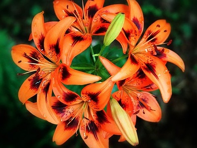 Tiger lily