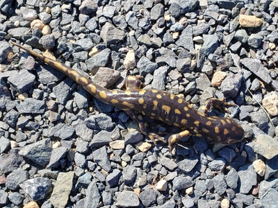 Tiger Salamander