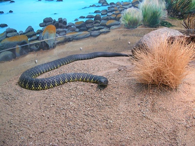 Tiger Snake
