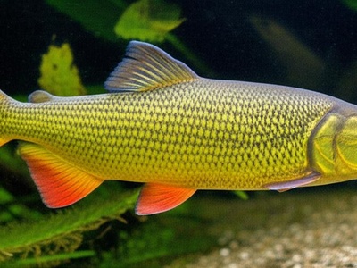 Tigre de Río