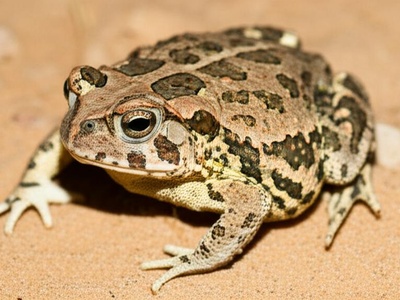 Tihama toad