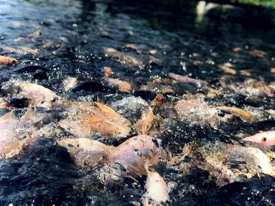 Tilapia