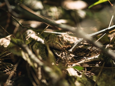 Timber rattlesnake