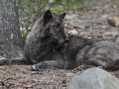 Timber wolf