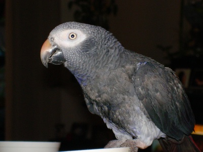 Timneh African grey