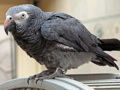 Timneh Parrot