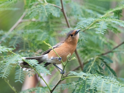 Tinian Monarch