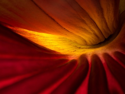 Titan arum