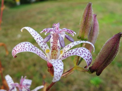 Toad lily