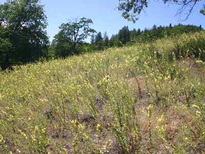 Toadflax