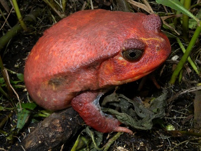 Tomato frog