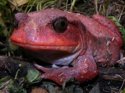 Tomato frog