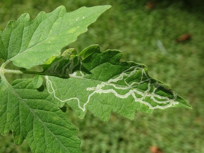 Tomato Leafminer