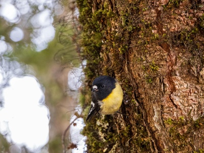 Tomtit