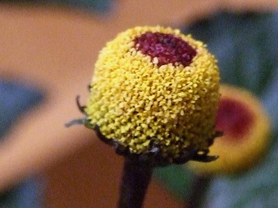 Toothache plant