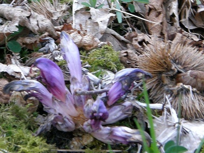 Toothwort