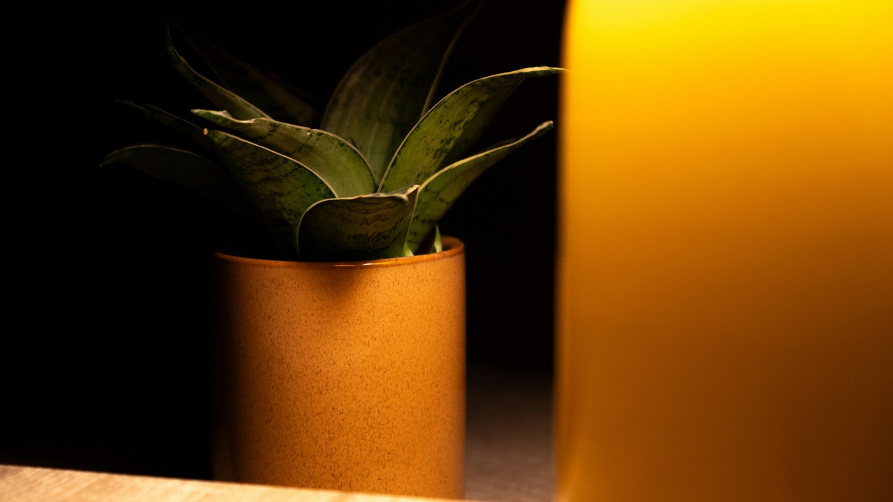 Snake plant, spider plant, and peace lily in a living room