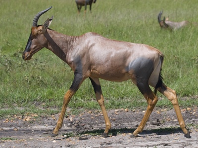 Topi