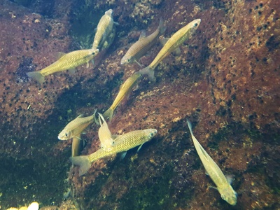 Topmouth Gudgeon