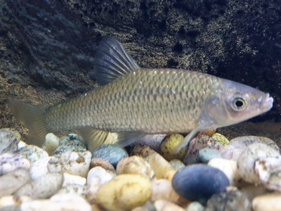 Topmouth Gudgeon