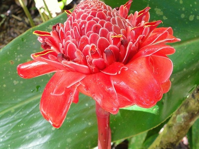 Torch lily
