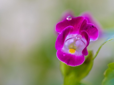 Torenia