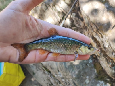 Torgal Chub