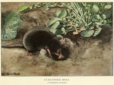 Townsend's Mole