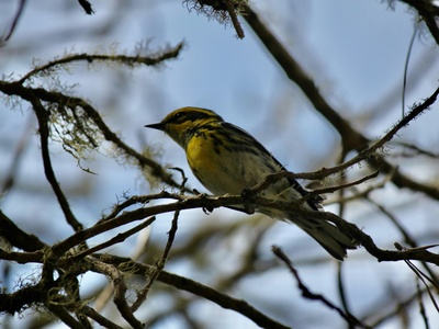 Townsend's warbler