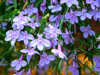 Trailing lobelia