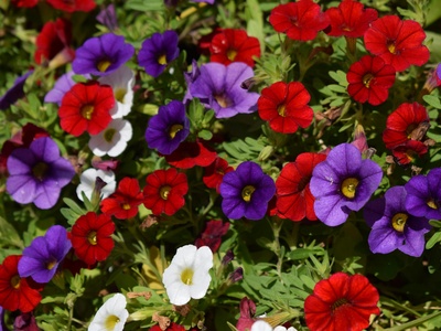 Trailing petunia