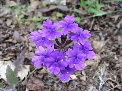Trailing verbena