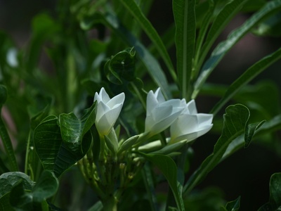 Transvaal Gardenia